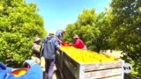 South Africa’s Agricultural Business Chamber Calls for Early Renewal of AGOA