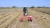 Senegal Harvests Experimental Homegrown Wheat 