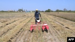A man working for the Senegalese Agricultural Research Institute works in a wheat field in Sangalkam, Senegal, April 7, 2023. 