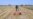 Senegal Harvests Experimental Homegrown Wheat