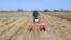 A man working for the Senegalese Agricultural Research Institute works in a wheat field in Sangalkam, Senegal, April 7, 2023. 