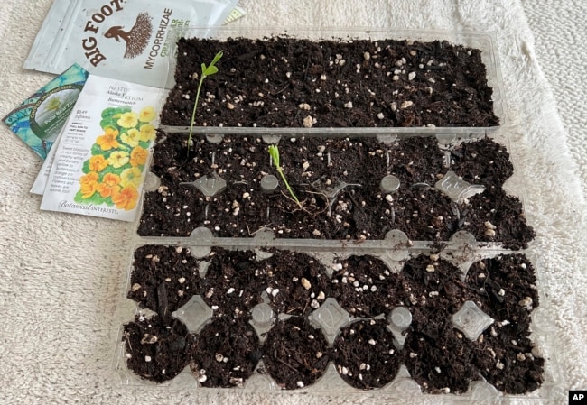 This image provided by Jeff Lowenfels shows flats of sweet peas grown from seed in recycled egg cartons on March 23, 2023, in Anchorage, Alaska. (Jeff Lowenfels via AP)