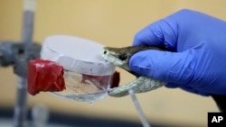 FILE - A herpetologist milks the venom out of a snake at Kenya Snakebite Research and Intervention Centre in Nairobi, Kenya, April 5, 2024.