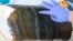 The distinct years of sediment deposits are visible in this section of sediment collected from the bottom of Crawford Lake by a team of scientists from Carleton and Brock universities near Milton, Ontario, Canada, April 12, 2023. 