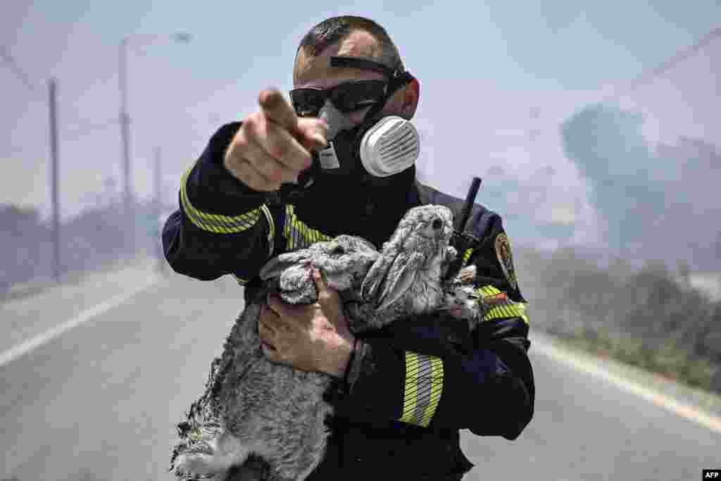 A fireman rescues a cat and two rabbits from a fire between the villages of Kiotari and Gennadi, on the Greek island of Rhodes. Tens of thousands of people have already fled fires on the island of Rhodes, with many frightened tourists attempting to get home on evacuation flights.&nbsp;