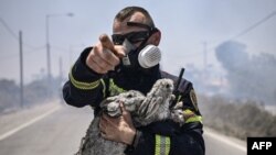 A fireman rescues a cat and two rabbits from a fire between the villages of Kiotari and Gennadi, on the Greek island of Rhodes. Tens of thousands of people have already fled blazes on the island of Rhodes, with many frightened tourists scrambling to get home on evacuation flights.&nbsp;