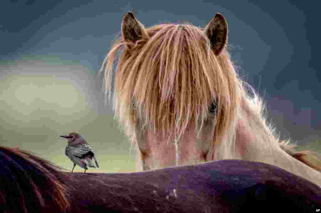 A starling sits on the back of a horse as another looks on at a stud farm in Wehrheim near Frankfurt, Germany.