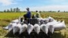 Ấn Độ cấm xuất khẩu khiến giá gạo tăng cao, Việt Nam được lợi