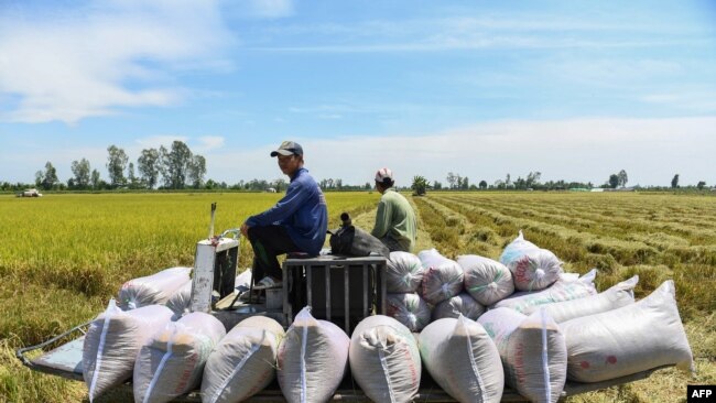 FILE - This Feb. 28, 2023, photo shows farmers driving a truck carrying rice bags in a field in Can Tho, Vietnam.