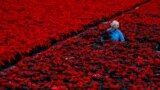 Nursery operative Davie Akopianiene sleeves some of the eight acres of Poinsettia, the traditional Christmas red flowers, that have been grown for six months before selling wholesale, at Uniplumo Wyestown nursery in Dublin, Ireland, Nov. 29, 2023. 