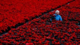 Nursery operative Davie Akopianiene sleeves some of the eight acres of Poinsettia, the traditional Christmas red flowers, that have been grown for six months before selling wholesale, at Uniplumo Wyestown nursery in Dublin, Ireland, Nov. 29, 2023. 