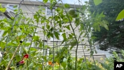 This image shows a nearly 6-foot tall tomato plant growing on Long Island, N.Y. on July 9, 2024. (Jessica Damiano via AP)