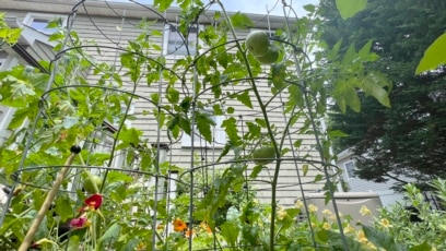 Heat Can Be Good or Bad for Your Garden