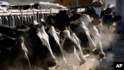 FILE - A line of Holstein dairy cows feed through a fence at a dairy farm in Idaho on March 11, 2009. Since March 2024, a strain of avian influenza has been found in dairy cow herds in eight U.S. states. 