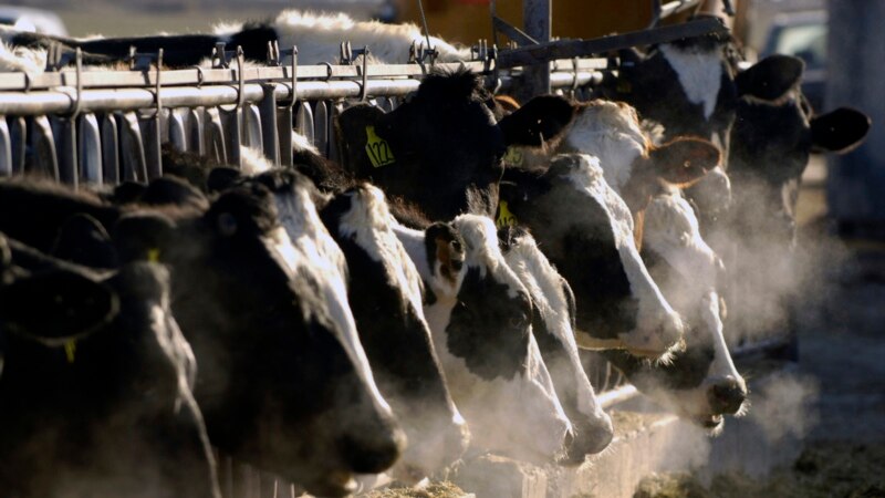 WHO urges heightened vigilance on potential spread of bird flu in cows...
