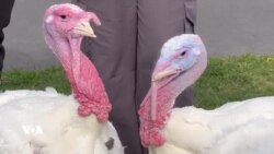 سەرۆکی ئەمەریکا لە دوو قەلەکەی کۆشکی سپی لیبرتی و بێڵ خۆش دەبێت
