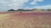 Foto udara menunjukkan pemandangan gurun Atacama yang ditutupi bunga warna merah di kota Copiapo, Chile. (AFP)&nbsp;