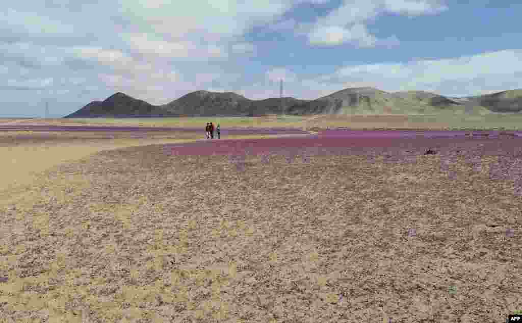 Foto udara menunjukkan pemandangan gurun Atacama yang ditutupi bunga warna merah di kota Copiapo, Chile. (AFP)&nbsp;