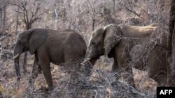 FILE - Elephants roam through trees and low bush at the Pilanesberg National Park in the North West province, South Africa, Sept. 19, 2016. 