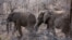 FILE - Elephants roam through trees and low bush at the Pilanesberg National Park in the North West province, South Africa, Sept. 19, 2016.