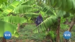 Zimbabwean Farmers Turning to Conservation Agriculture