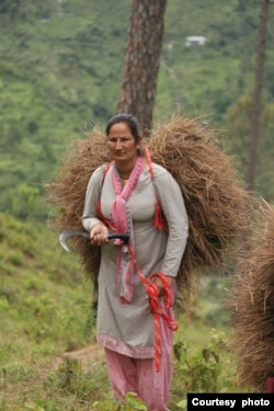 Dromati Thakur, Mandi resident in Himachal Pradesh state bringing dead pine leaves from the forest. (Courtesy: Rakesh Kumar)