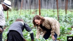 La vicepresidenta de EEUU, Kamala Harris, visita las granjas de Panuka en las afueras de Lusaka, Zambia, el sábado 1 de abril de 2023. (Foto AP/Ángela Nandeka)