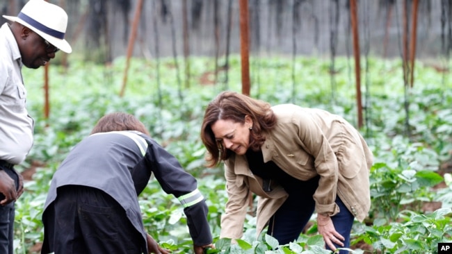 La vicepresidenta de EEUU, Kamala Harris, visita las granjas de Panuka en las afueras de Lusaka, Zambia, el sábado 1 de abril de 2023. (Foto AP/Ángela Nandeka)