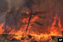 Bu yaz Yunanistan ve İtalya'da da büyük orman yangınları yaşandı.