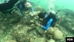 Scientists examine the condition of coral reefs off the coast of Florida that are experiencing bleaching, a result of heat waves caused by climate change.