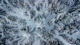 Snow covered fir trees are pictured in a forest of the Taunus region near Frankfurt, Germany, Nov. 29, 2023.