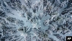Snow covered fir trees are pictured in a forest of the Taunus region near Frankfurt, Germany. (AP Photo/Michael Probst)
