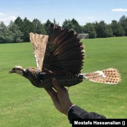 استفاده از پرنده تاکسیدمی شده در طراحی پهپادهای سازگار با محیط زیست توسط گروه دکتر مصطفی حسنعلیان در دانشگاه نیومکزیکو