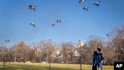 Peatones caminan bajo los gansos voladores junto al Great Lawn en el centro de Central Park, el 30 de enero de 2023, en el distrito de Manhattan de Nueva York, EEUU.