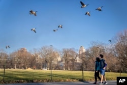 FILE - Pedestrians in light clothing walk beneath flying geese beside the Great Lawn at the center of Central Park, Monday, Jan. 30, 2023, in the Manhattan borough of New York. (AP Photo/John Minchillo)