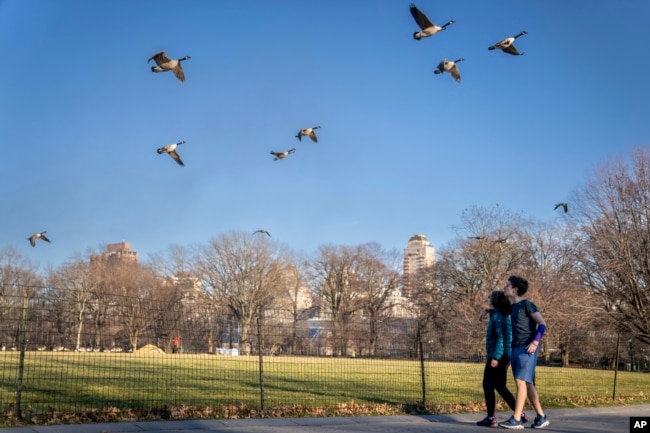 FILE - Pedestrians in light clothing walk beneath flying geese beside the Great Lawn at the center of Central Park, Monday, Jan. 30, 2023, in the Manhattan borough of New York. (AP Photo/John Minchillo)