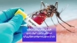 افزایش شمار بیماران مبتلا به تب دنگی در ایران؛ کیوان زندی: باید از تجمع پشه مهاجم جلوگیری کرد