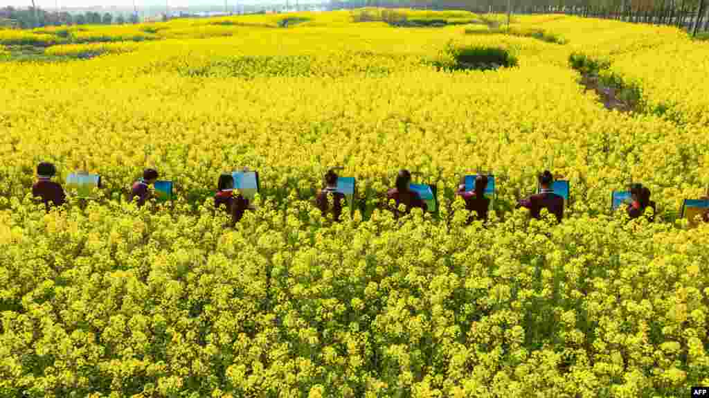 Students draw pictures of blossoming rapeseed flowers in Haian, Nantong city, in China&#39;s eastern Jiangsu province.