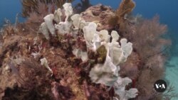 Warmer Ocean Temperatures Bleach Florida Coral