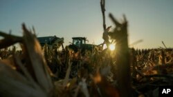 FILE - A combine harvests corn, Oct. 10, 2023, at a farm near Allerton, Ill.