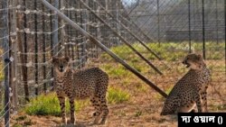ভারতের মধ্যপ্রদেশে কুনো জাতীয় উদ্যানে চিতা বাঘ