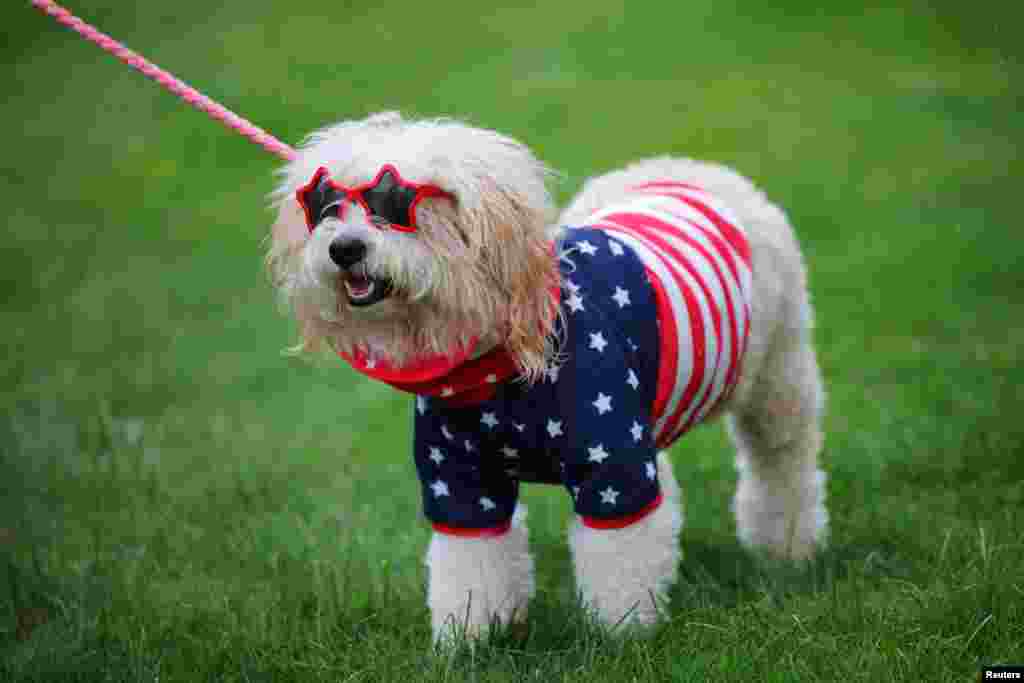 A dressed-up dog stands before the start of the Fourth of July Parade in Merrimack, New Hampshire, July 4, 2023. 