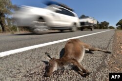 Sebuah kendaraan melewati bangkai kanguru di luar kota Booligal, barat New South Wales, 27 September 2018. (Peter PARKS/AFP)