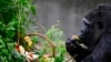 Fatou, known to be the world's oldest female gorilla, feeds on a kiwi she picked out of a basket that she was given in her outdoor enclosure one day ahead of her 67th birthday at the Berlin Zoological Gardens, Berlin, Germany.