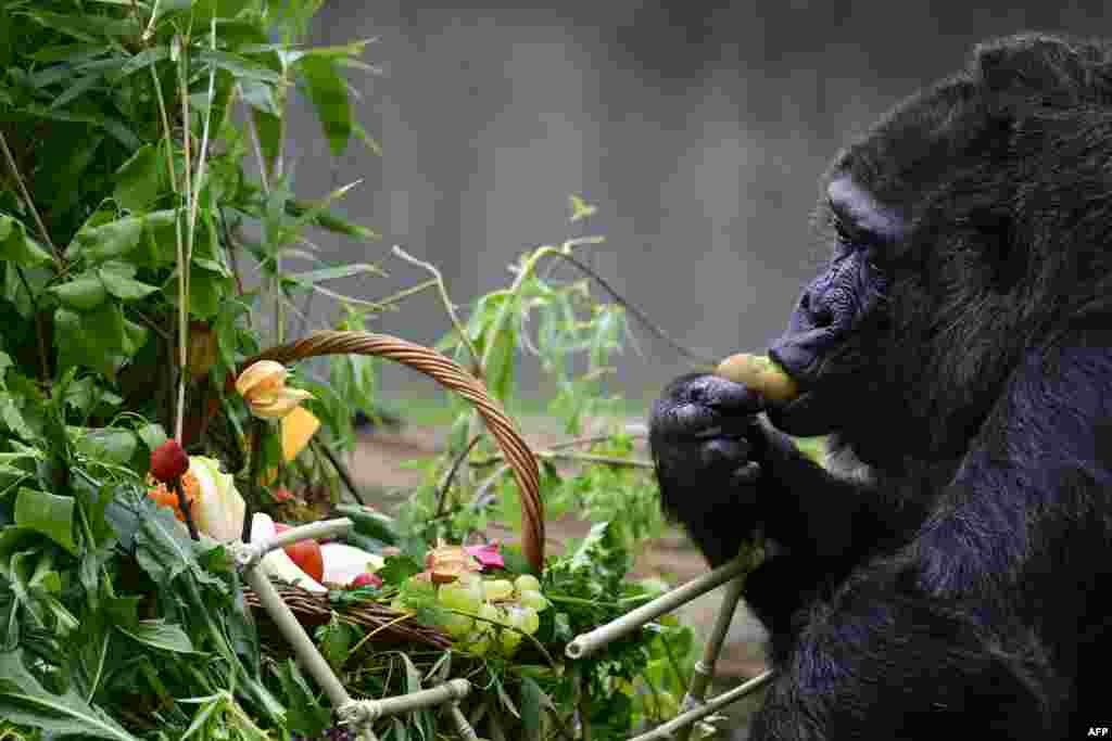 Fatou, gorila betina tertua di dunia, memakan buah kiwi yang ia ambil dari keranjang yang diberikan kepadanya di kandang luar ruangan satu hari sebelum ulang tahunnya ke-67 di Kebun Binatang Berlin, Jerman. (AFP)&nbsp;