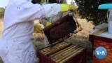 South African women take up beekeeping to generate income