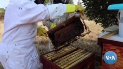 South African women take up beekeeping to generate income