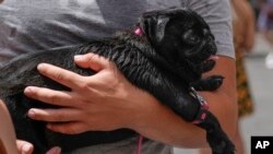 A dog overwhelmed by the heat is carried in his owner's arms in Rome, July 8, 2023. An intense heat wave reached Italy, bringing temperatures close to 40 degrees Celsius (104 Farenheit) in many cities across the country.