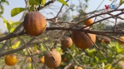 د پېښور زرعي پوهنتون د «نيماټوډ» چينجي نه د فصلونو بچ کولو دوایي جوړه کړې او د کارولو لپاره یې زميدارو ته پوهه ورکړل شوې