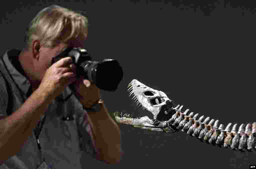 A photographer takes a photo of &quot;Nessie&quot;, a mounted skeleton of a lower jurassic Plesiosaur Cryptoclidus (approximately 190 million years old), July 10, 2023, during Sotheby&#39;s Natural History auction preview in New York.